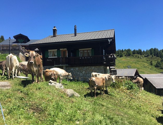 Chalet Käthy von aussen im Sommer mit Kühen vor dem Haus- Bettmeralp
