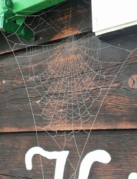 Spinnennetz am Chalet Käthy - Bettmeralp